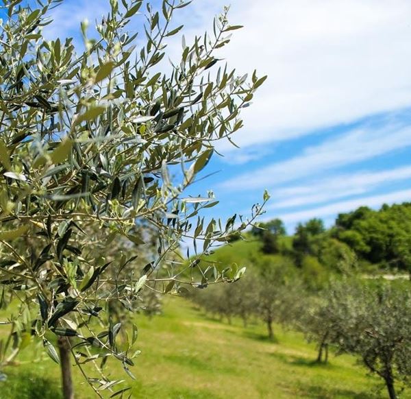 Immagine per la categoria Raccolta olive