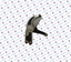 Immagine di Lama completa forbice Viper 60 - RIF. 44